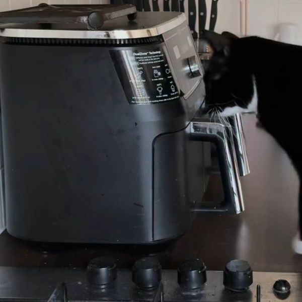 Znatiželjne mačke su svoji najveći neprijatelji: Vlasnica je uhvatila na djelu i sve snimila