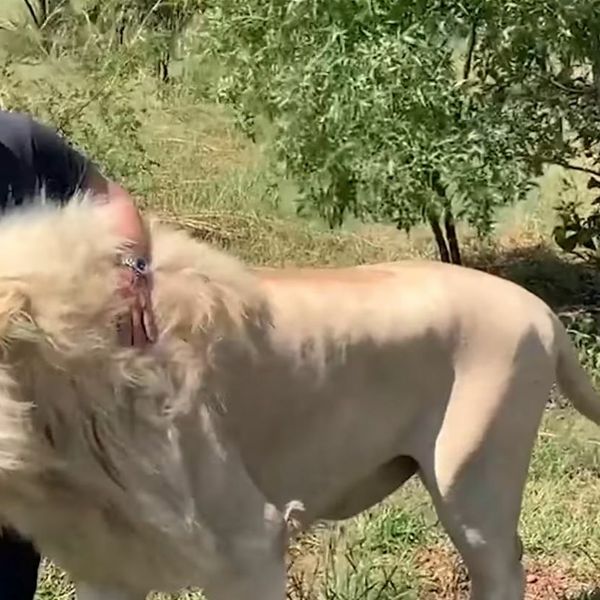 Podijelili snimke bliskih susreta sa životinjama koje nisu za one sa slabim srcem