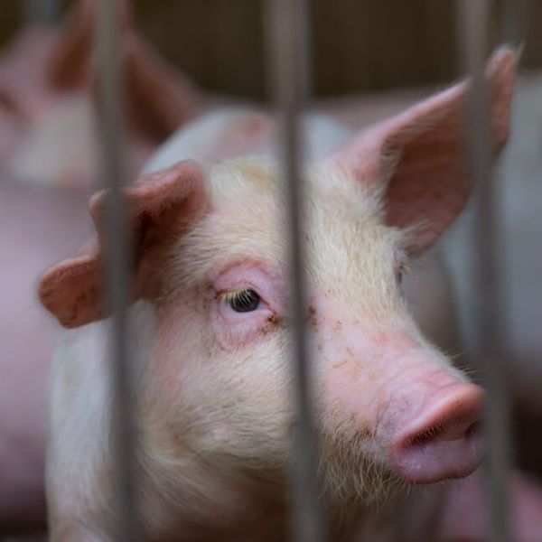 Prijeti nam nova pandemija? Znanstvenici upozoravaju na dva virusa koja prelaze sa životinja na ljude!