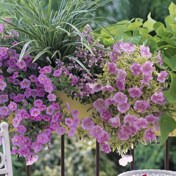 Viseće cvijeće koje je najbolji izbor za male balkone