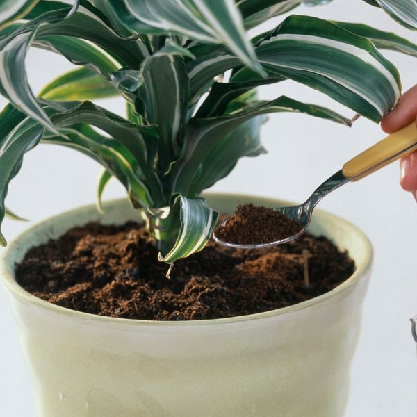 Biljke kojima ne odgovara kava kao gnojivo