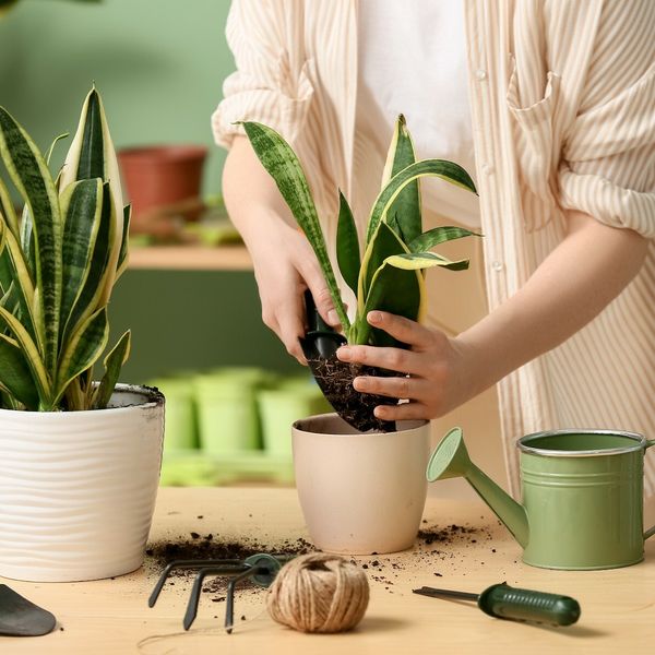 Kako presaditi biljku korak po korak