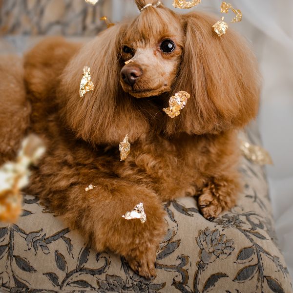 Dubai spa tretman za pse u ponudi je salona Coccole u Samoboru