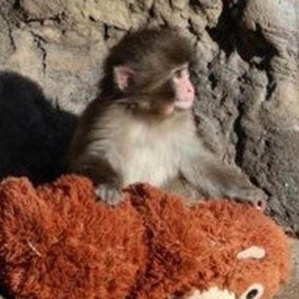 Majmunčić Punch-kun ne odvaja se od svoje plišane igračke majmuna