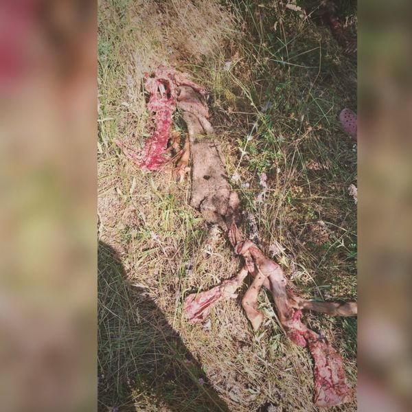 PROVJERENO Čopori vukova usred dana napadaju stoku