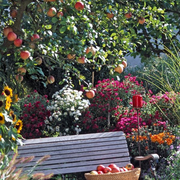 Što napraviti sada kako bi voćke bile pune plodova?