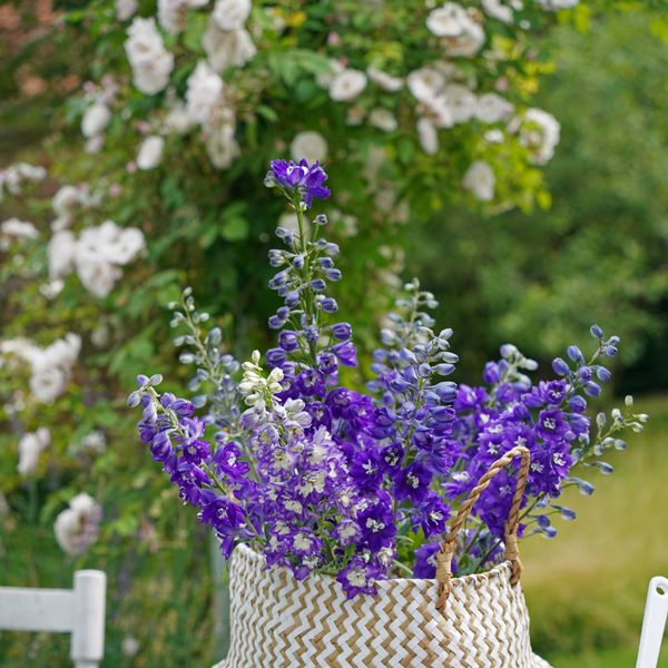 Kokotić je cvijet godine 2026.