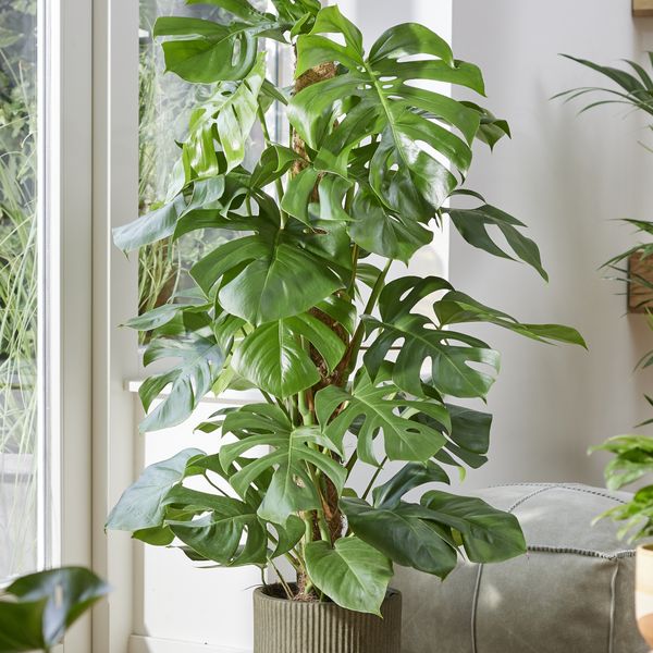 Sobne biljke koje su bile popularne 70-ih i 80-ih