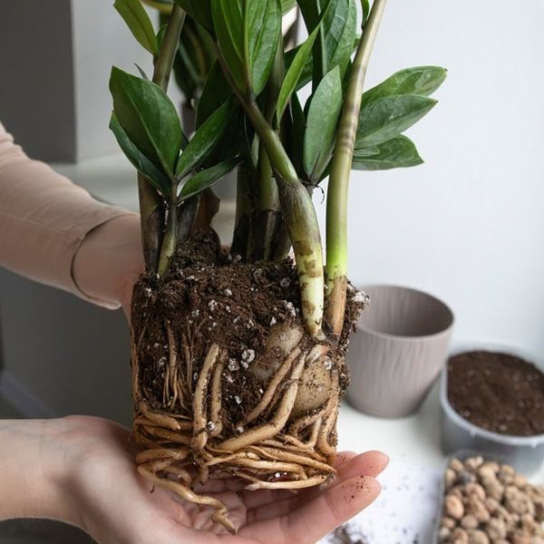 Zamija i presađivanje: Kada je pravo vrijeme i kako ubrzati rast?