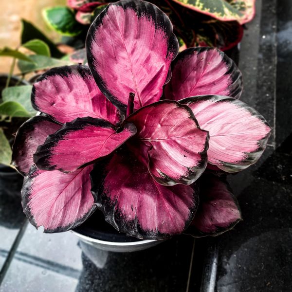 Najljepše sobne biljke s ružičastim listovima