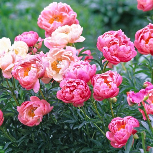 Savjeti za sadnju božura