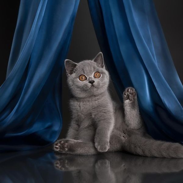 Mačja elita stiže u Rijeku - modna pista, svjetski prvaci i Best in Show! Kantrida u znaku brkova i glamura: Više od stotinu mačjih ljepotica na jednom mjestu