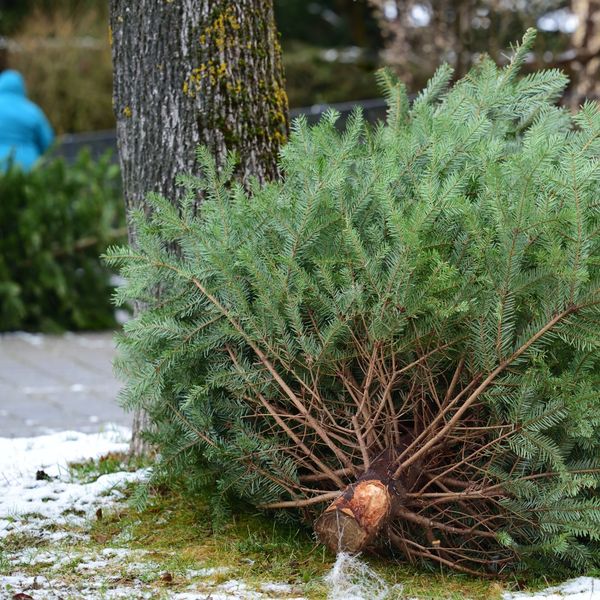 Tri ideje: Kako iskoristiti božićno drvce i nakon blagdana?