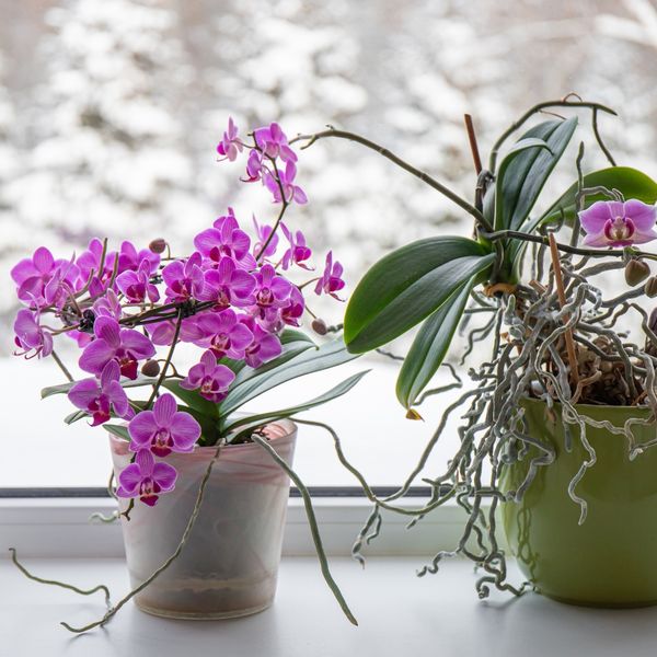 Tri znaka da treba presaditi orhideju