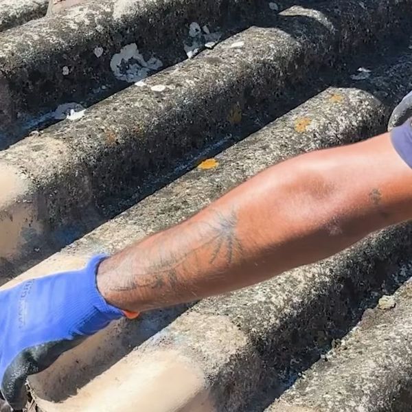 Čuli neobične zvukove s tavana, a onda otkrili prizor koji nije za one slabog srca