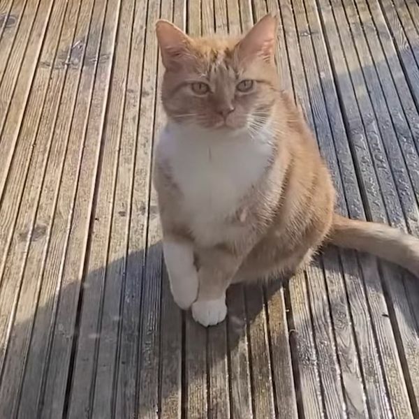 Mačka oduševila potezom, pogledajte kako je nasamarila vlasnike