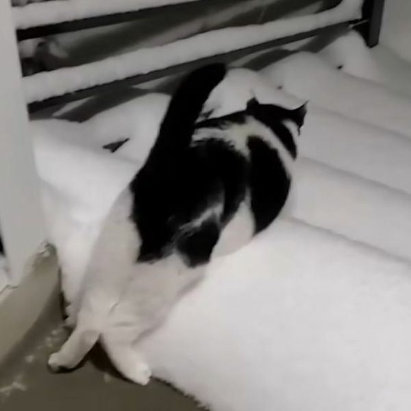 Mačke prvi put vidjele snijeg, njihove reakcije zabavile vlasnike