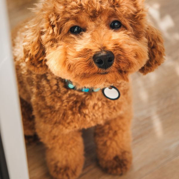 Događanje za vlasnike pudlica 30. siječnja u Zagrebu