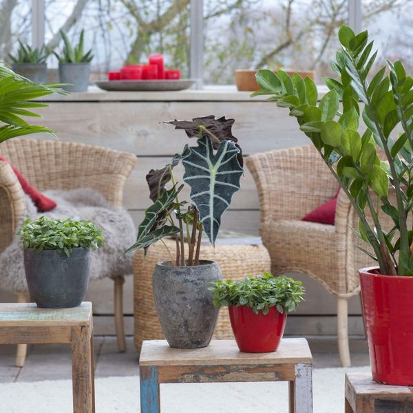 Zašto je baš zimi dobro okružiti se zimzelenim biljkama?