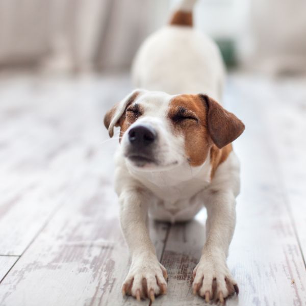 Što znači kada se pas protegne kad vas vidi?