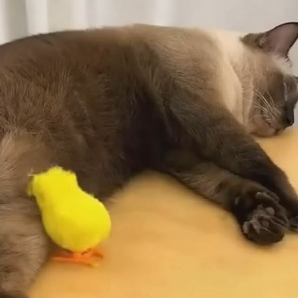 Što to izvode? Njihove mačke su neiscrpan izvor zabave, vlasnici ih uhvatili na djelu