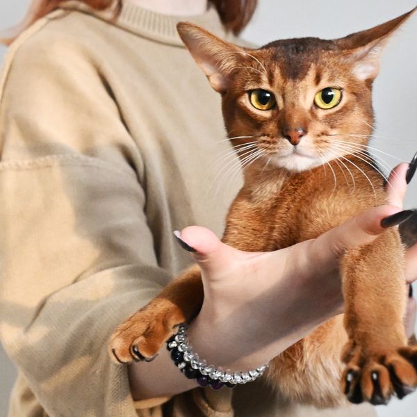 Najljepša mačka na svijetu je mačak Darlen iz Rusije