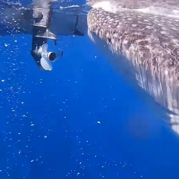 Susret životinja iznenadio gledatelje, ovo se viđa samo jednom u životu