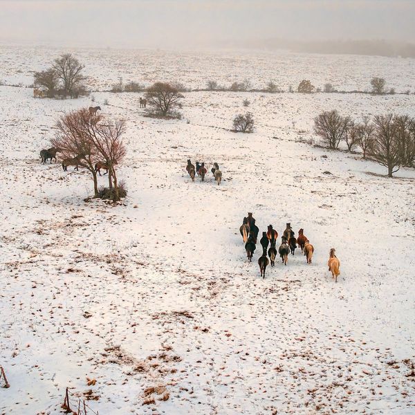 Divlji konji kod Livna: Prizori koji oduzimaju dah