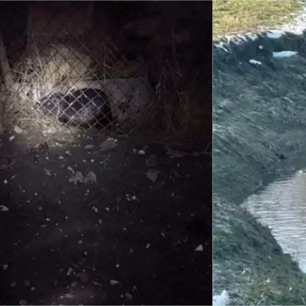 Sve više barskih nutrija viđeno kod Čazme, jedna se pojavila i u Zagrebu