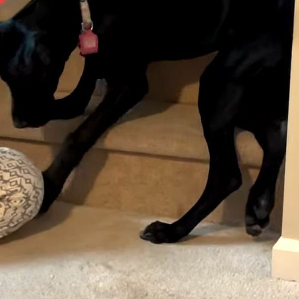 Pas oduševio potezom i spasio dijete, ovako dobru dadilju teško je naći