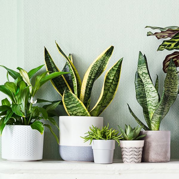 Sobne biljke za koje voda iz slavine nije dobar izbor