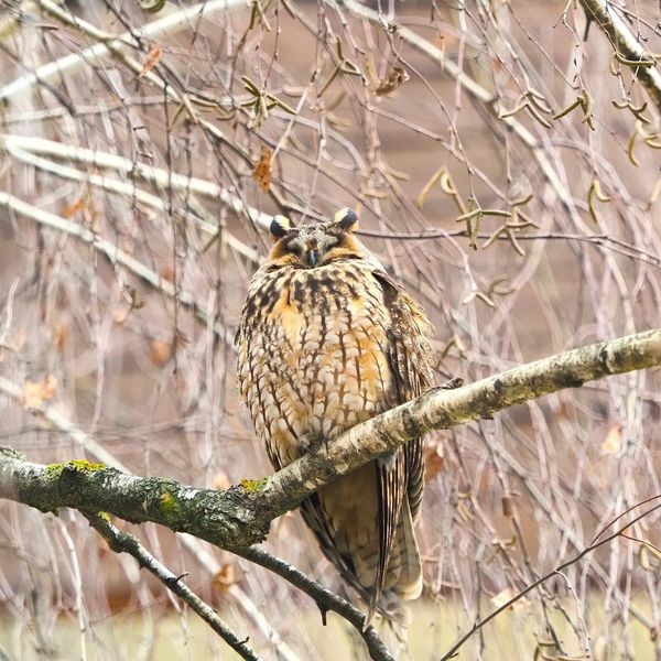 Neobičan prizor usred glavnog grada: Stablo u Zagrebu na kojem živi dvadesetak sova ušara