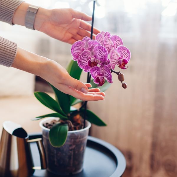 Sve o pravilnoj gnojidbi orhideja