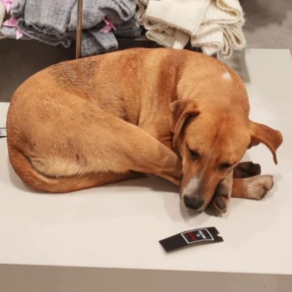 Pas je pronašao topli kutak u trgovini odjećom