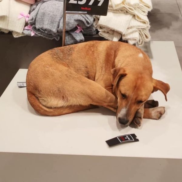 Pas je pronašao topli kutak u trgovini odjećom