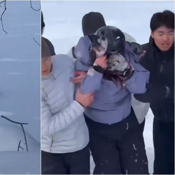 Horor na skijalištu: Snježni leopard napao turisticu, internetom kruže snimke