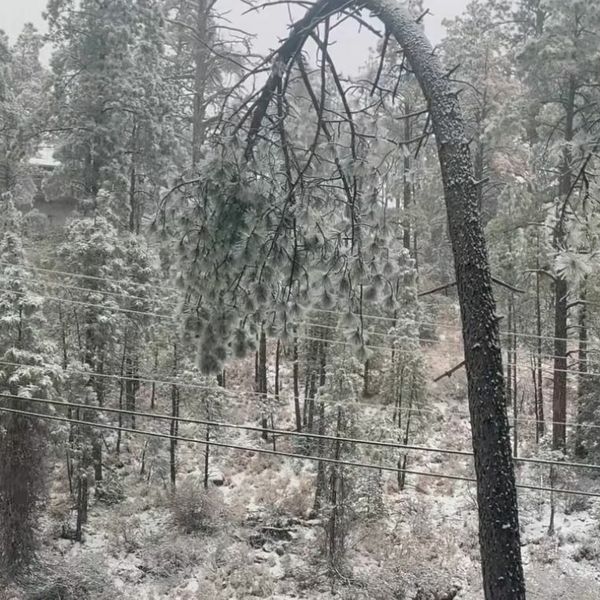 Promatrali stablo ispred kuće i nadali se da neće pogoditi auto, pogledajte snimku drame