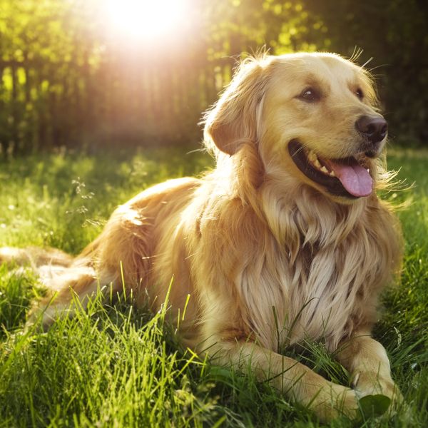 Koje su to "heartbreak" pasmine pasa?