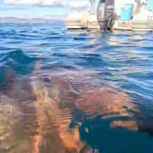 Splićanin uhvatio ogromnu hobtnicu kod Hvara