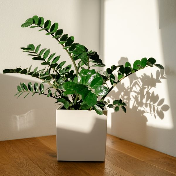 Što kada listovi zamije požute?