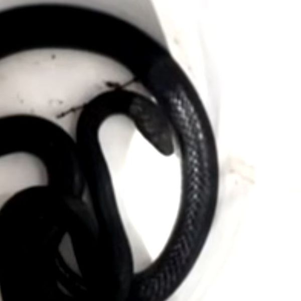 Vratila se s godišnjeg i imala je što vidjeti, pogledajte kakva neman ju je dočekala
