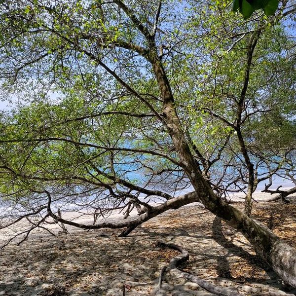 Otrovno drvo: Tihi ubojica koji je najopasniji kada padne kiša