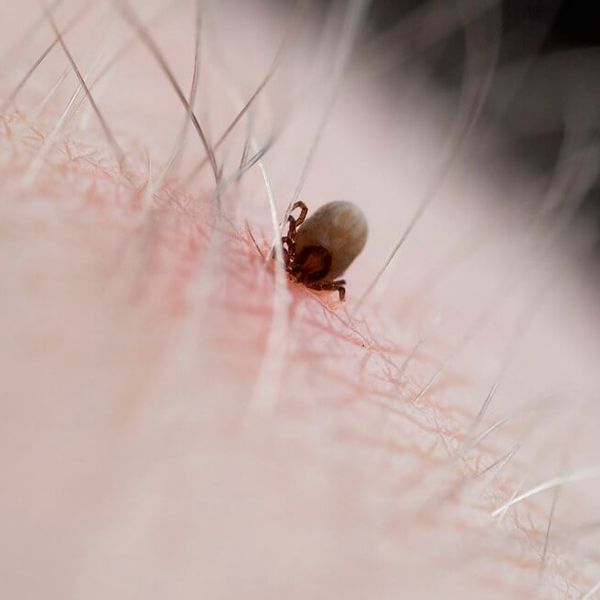 Rijetki virus koji prenose krpelji sve se brže širi – može se prenijeti već za 15 minuta
