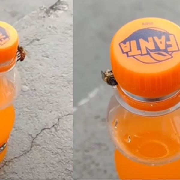 Pčele se udružile kako bi došle do napitka i šokirale internet