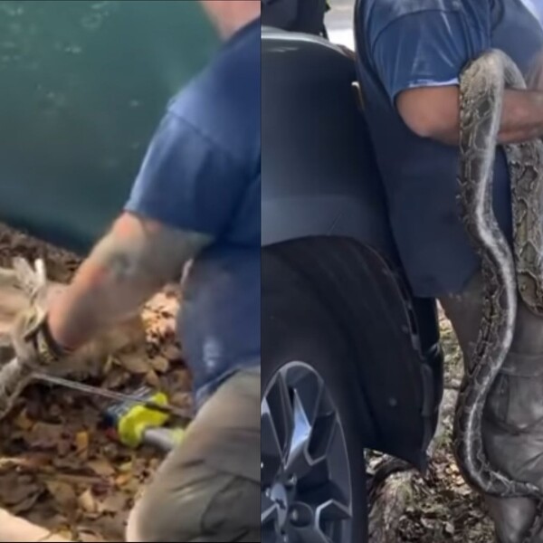 Pronašao ogromnu zvijer ispod pločnika, a to je bio samo početak uklanjanja