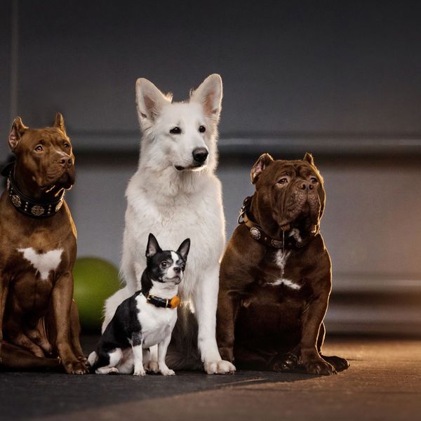 Ovo je najljepša pasmina na svijetu! Znanstvenici otkrili kako su došli do zaključka