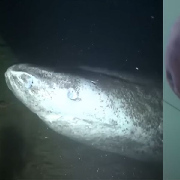 Ljude zaprepastila snimka morske nemani stare 400 godina!