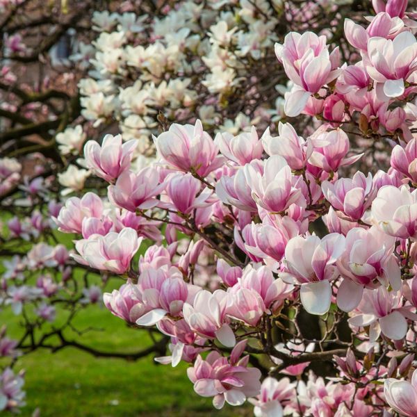 Najčešće vrste magnolije