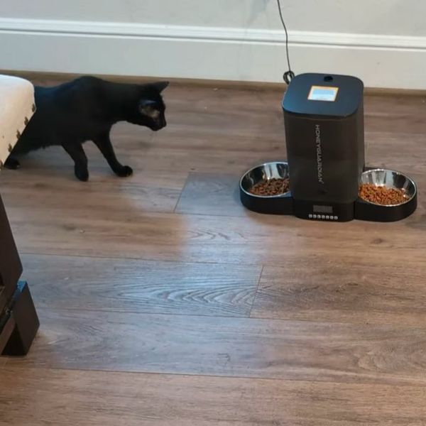 Mačke dobile skupu hranilicu, njihova reakcija je čisti urnebes