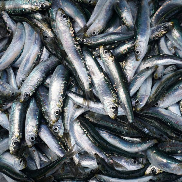 Česte pogreške kod pripreme srdela: Prva stvar koju treba napraviti nakon kupnje da bi bile ukusne